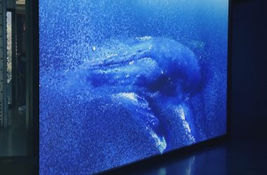 The Augmented Finance Team - Whale